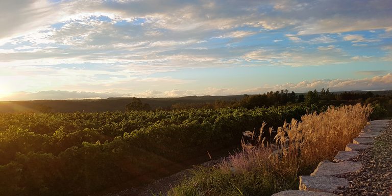 adamo estate vineyard view 768x384